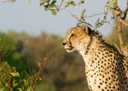 丛林中的豹子图片