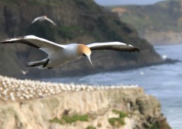 飞翔的海鸥图片