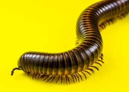 可怕的蜈蚣图片