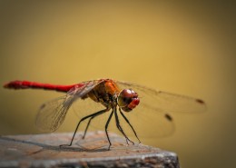 各种各样的蜻蜓图片