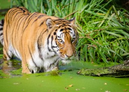 强壮的老虎图片