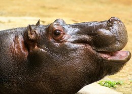 呆萌可爱的河马图片大全