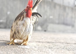 不同品种的公鸡图片大全