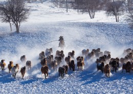 奔驰的骏马图片大全