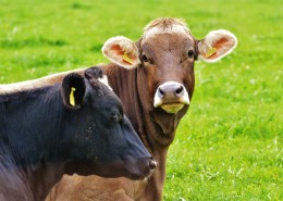 牧场里的奶牛图片大全