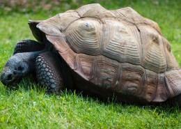 行动缓慢的乌龟图片