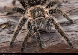 剧毒的狼蛛图片 蜘蛛图片