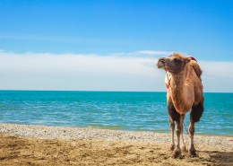 沙漠中骑行的骆驼图片