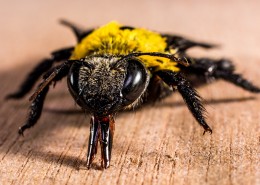 姿态各异的蜘蛛图片