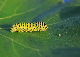 趴在植物上的毛毛虫图片