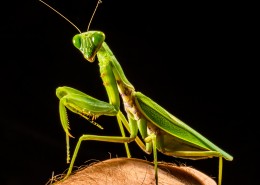 绿色霸道的螳螂图片大全