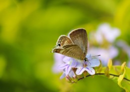 停留在花上的蝴蝶图片大全