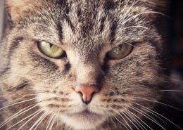 性格温顺的猫的头图片大全