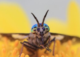 勤劳的小蚂蚁图片