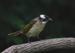 白头鹎图片大全