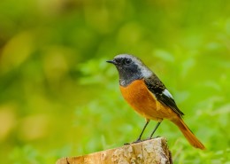 北红尾鸲图片大全