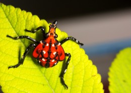 斑衣蜡蝉图片／昆虫花姑娘图片