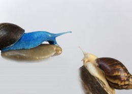 彩色的蜗牛图片