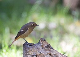 北红尾鸲图片大全