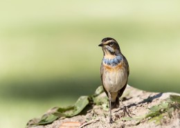 蓝点颏图片大全