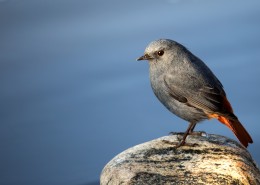 红尾水鸲图片大全