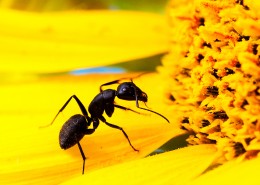 葵花上的黑蚂蚁图片大全
