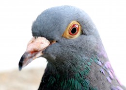 代表和平的鸽子图片