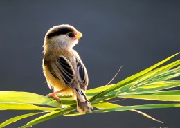 珍稀鸟种之震旦鸦雀图片