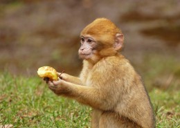 灵巧的猕猴图片