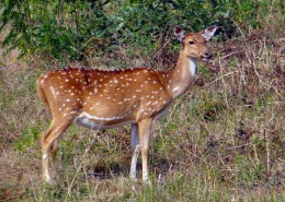 漂亮的梅花鹿图片