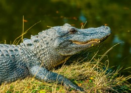 凶猛的鳄鱼图片大全