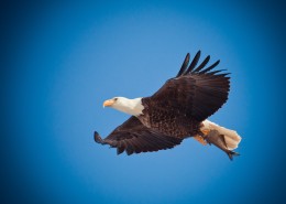 飞翔的老鹰图片大全