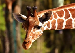 长颈鹿高清图片