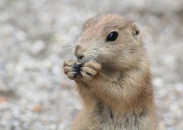 萌萌的土拨鼠图片