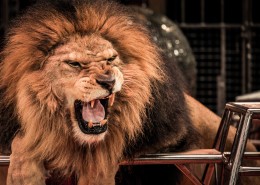 凶猛的狮子图片