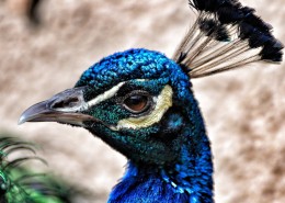 美丽的孔雀图片