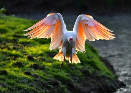 吉祥鸟朱鹮图片