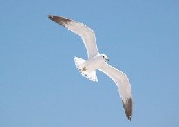 飞翔的海鸥图片
