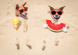 沙滩上可爱的狗狗图片