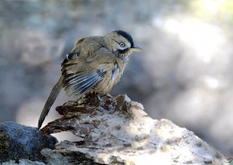中型鸟类之眼纹噪鹛图片