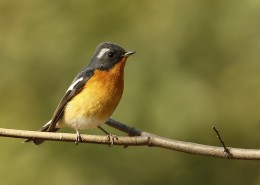鸲姬鹟图片大全