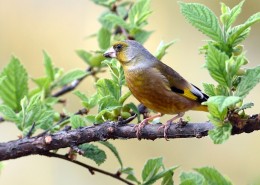 醒目的金翅雀图片