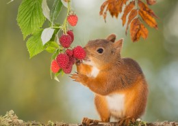 机灵可爱的松鼠图片