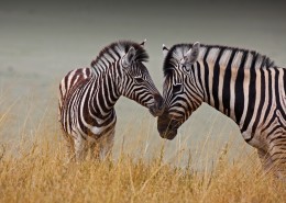 草地上的斑马图片大全