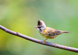 头顶尖角的黄颈凤鹛图片