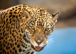 威武的金钱豹图片