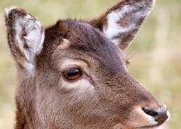 野生动物之麝图片