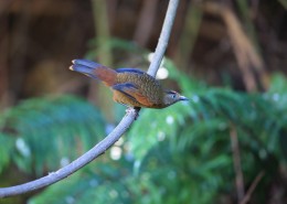 身带鳞状斑之蓝翅噪鹛图片大全