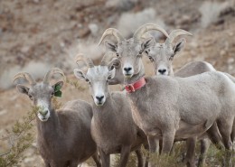 奇异的混血动物之山绵羊图片