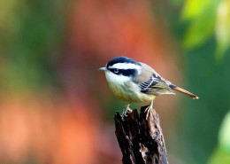 小型鸟之火尾希鹛图片
